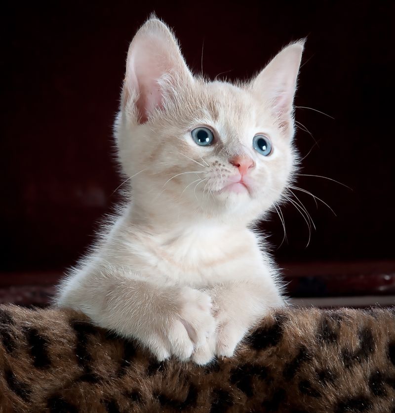Orange tabby kitten resting