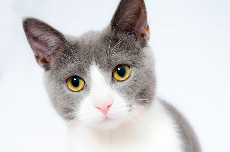 Cat with striking eyes looking up