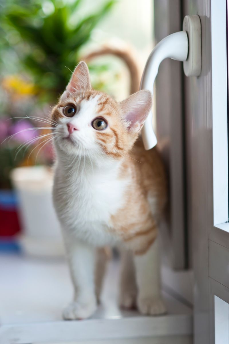 Alert cat sitting upright