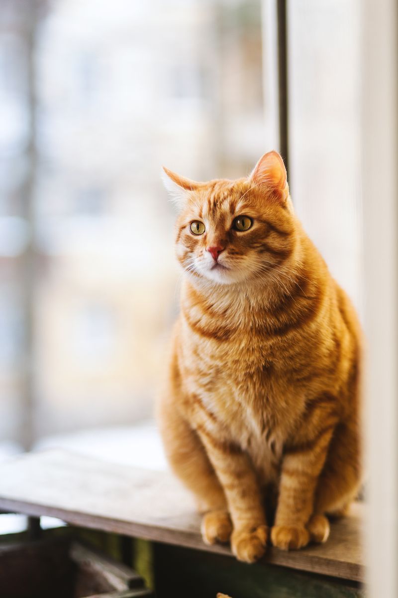 Curious cat exploring