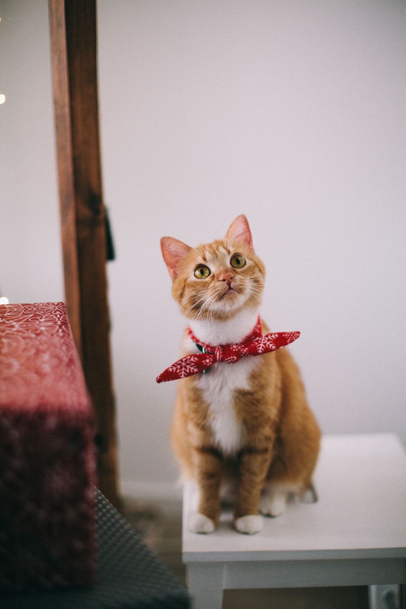 Cat with attentive expression